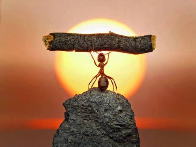 formica che alza il ramo