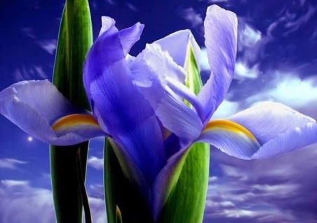 iris-bellissimo