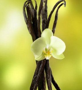 vanilla e orchidea
